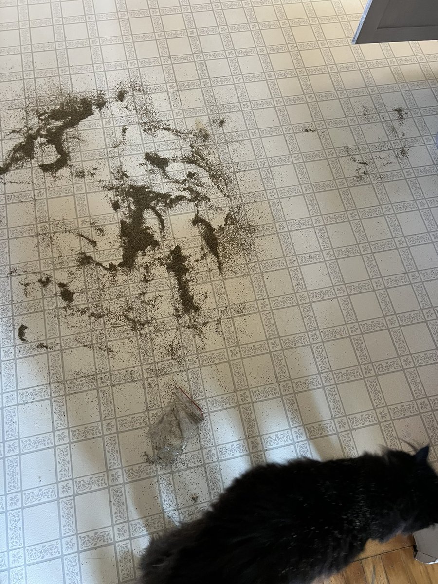 happy caturday! wiffy has no idea who opened the cupboard, tore open a bag of catnip, and scootched around in it like a hog. there are very few clues to this mystery.