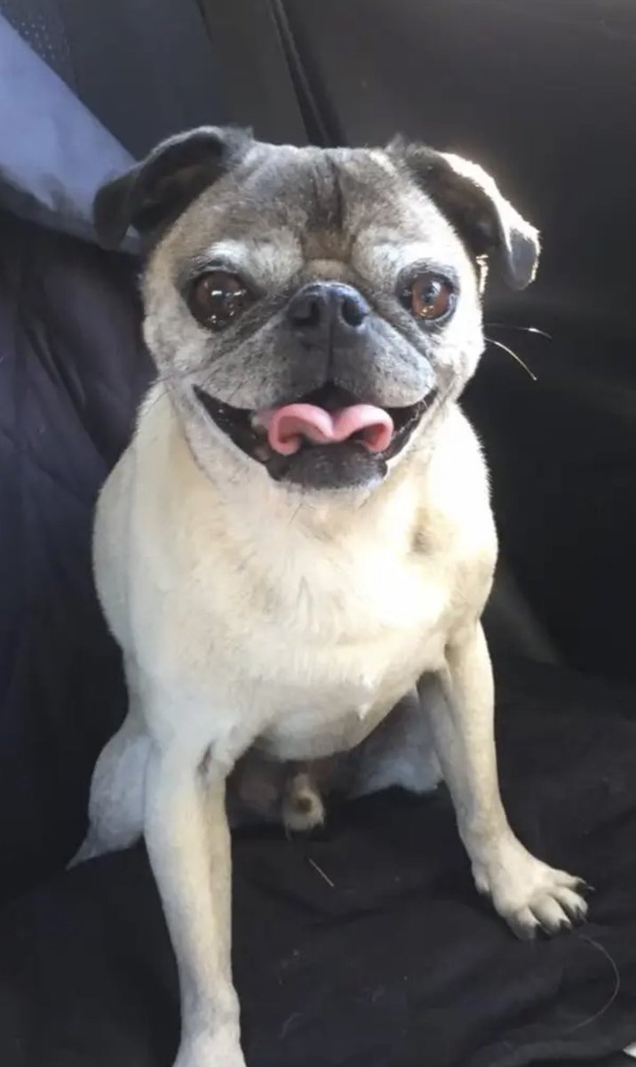 thismissy's tweet photo. @itsdougthepug My Leo :) He’s gone now but always in my heart. https://t.co/GMorv4UIzh