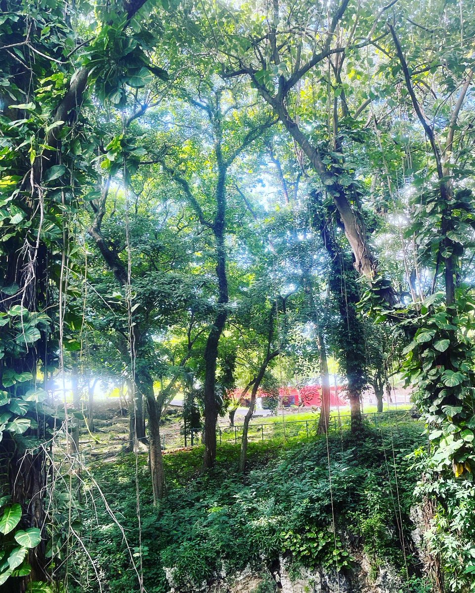 jvecinosmsur's tweet photo. Estudios recientes indican que los paseos frecuentes en la #naturaleza  ayudan a reducir los niveles de #estrés combatir la #depresión y fomenta la #creatividad de las #personas . Empieza hoy tu #caminata en el #parquemiradorsur #amigosdelparque #marcapais  #verde #MedioAmbiente https://t.co/g7yLjzGAeV