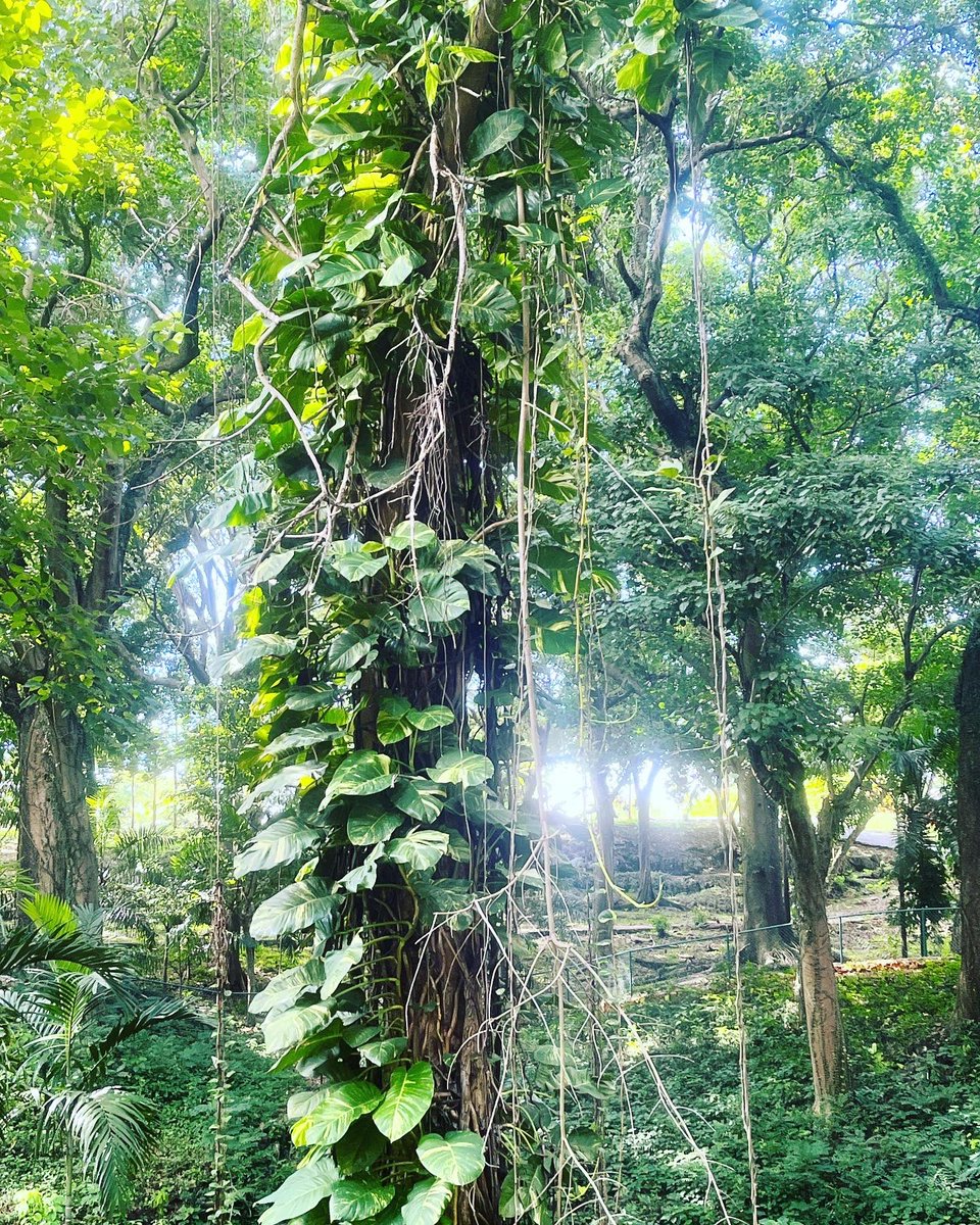 jvecinosmsur's tweet photo. Estudios recientes indican que los paseos frecuentes en la #naturaleza  ayudan a reducir los niveles de #estrés combatir la #depresión y fomenta la #creatividad de las #personas . Empieza hoy tu #caminata en el #parquemiradorsur #amigosdelparque #marcapais  #verde #MedioAmbiente https://t.co/g7yLjzGAeV