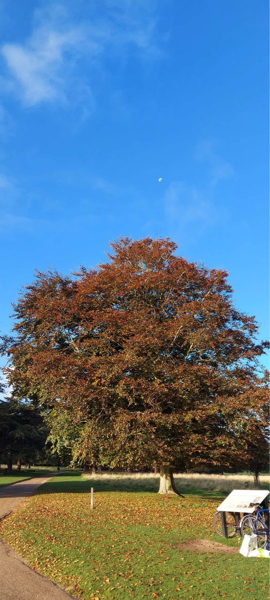 Holkham parkrun tweet media