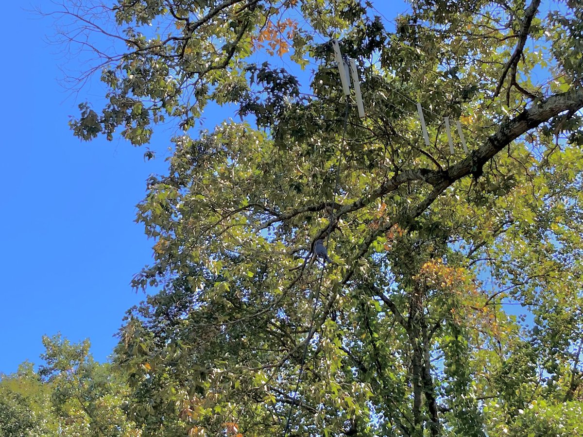 WTJohnsonJr's tweet photo. The bluebirds like to perch on my fan dipole antenna feed line. #hamradio https://t.co/yWTooLxx1H