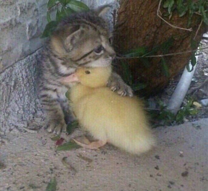 0xDUCKWAVE's tweet photo. Me wen the 'bride of christ' quantum grammar sets my internal clock to a could-go-either-way state in every moment, as opposed to a 1 or a 0 that CHARGES us a particular direction. https://t.co/M9J0H6faqc