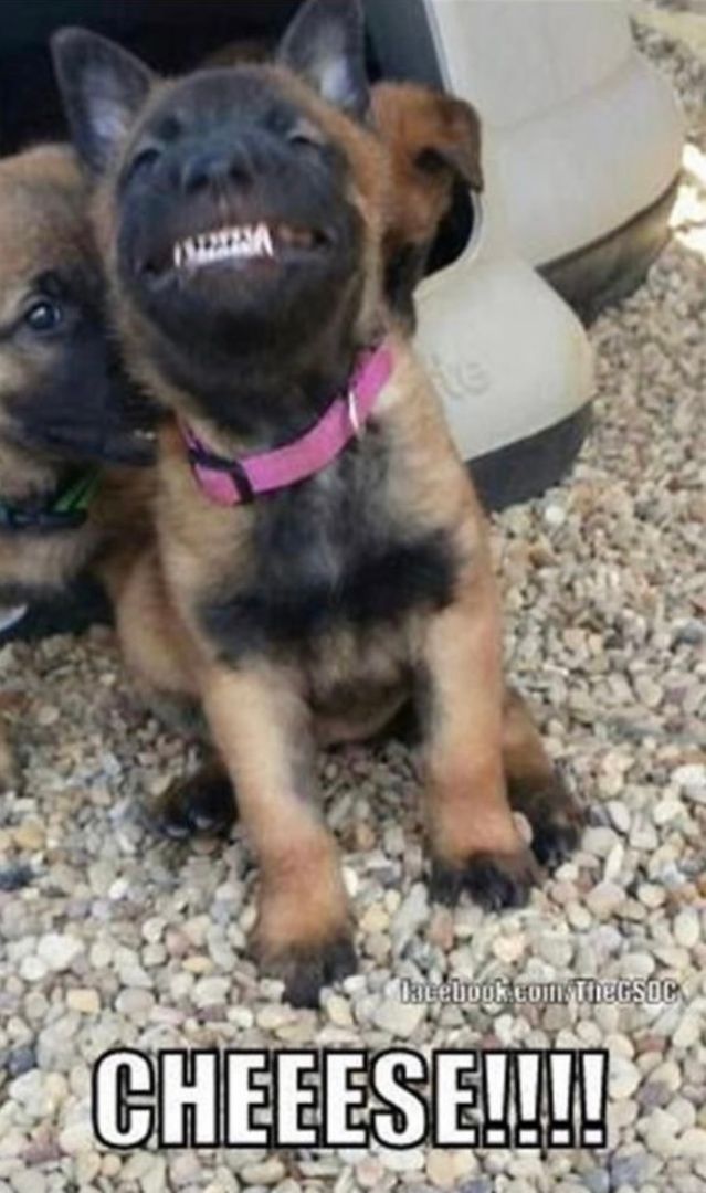 It’s a great Saturday to say CHEESE! #smile #doghumor #dogmeme #germanshepherd