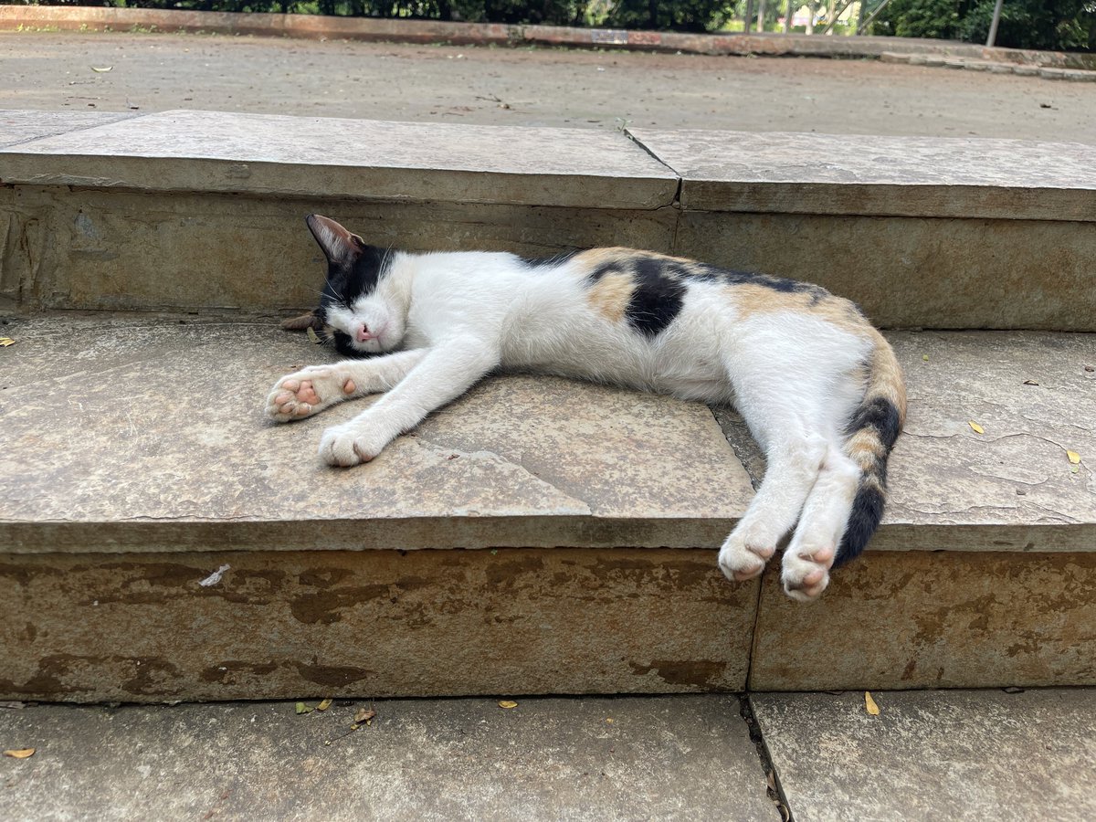 Deepaklohar49's tweet photo. Sleeping 😴
#Photos #photography
#CatsLover #CatsLover https://t.co/7csWW5K83h