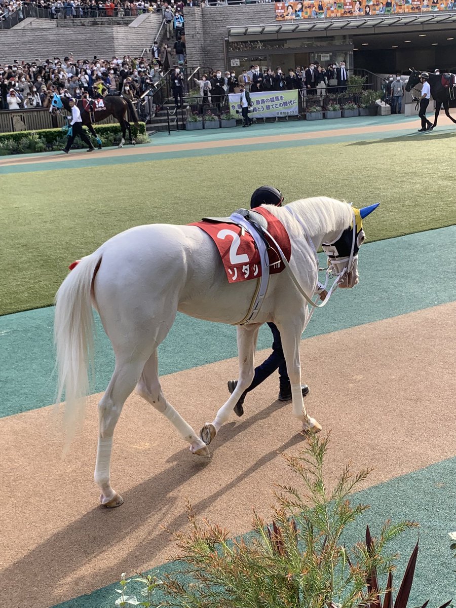 moco80741812's tweet photo. ソダシちゃん今日はお疲れ様でした！側で応援出来て良かった！無事完走！今日も素敵でした😄いつも元気をくれてありがとう！
ずっと応援しているよ😍
今浪さんに寄り添う姿に癒されたよ！今日も貴女は私のHERO✨
#ソダシ　#今浪さん　#東京競馬場 https://t.co/7F07iRIbaA