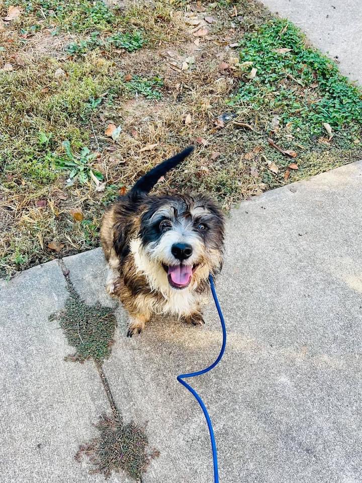 Hounds in Pounds on Twitter "View our adoptable dogs at https