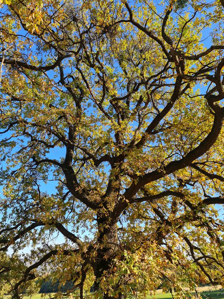 roargsc's tweet photo. Old #oak #tree 😍 https://t.co/MJafgMcwaq