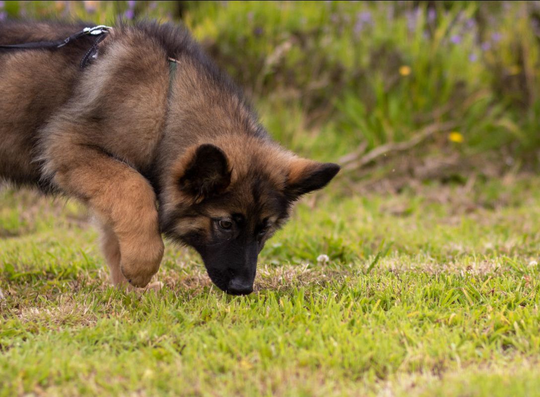 Scent work classes now launched - mailchi.mp/4c1670c89544/s…