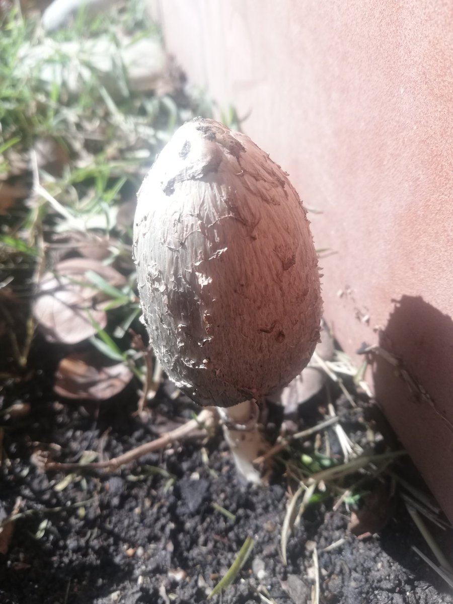 PabloRiegoBravo's tweet photo. In my garden.
.
.
.
#setas #campo #sabores #temporada #tierra #pueblos https://t.co/dC2OT7yeZU