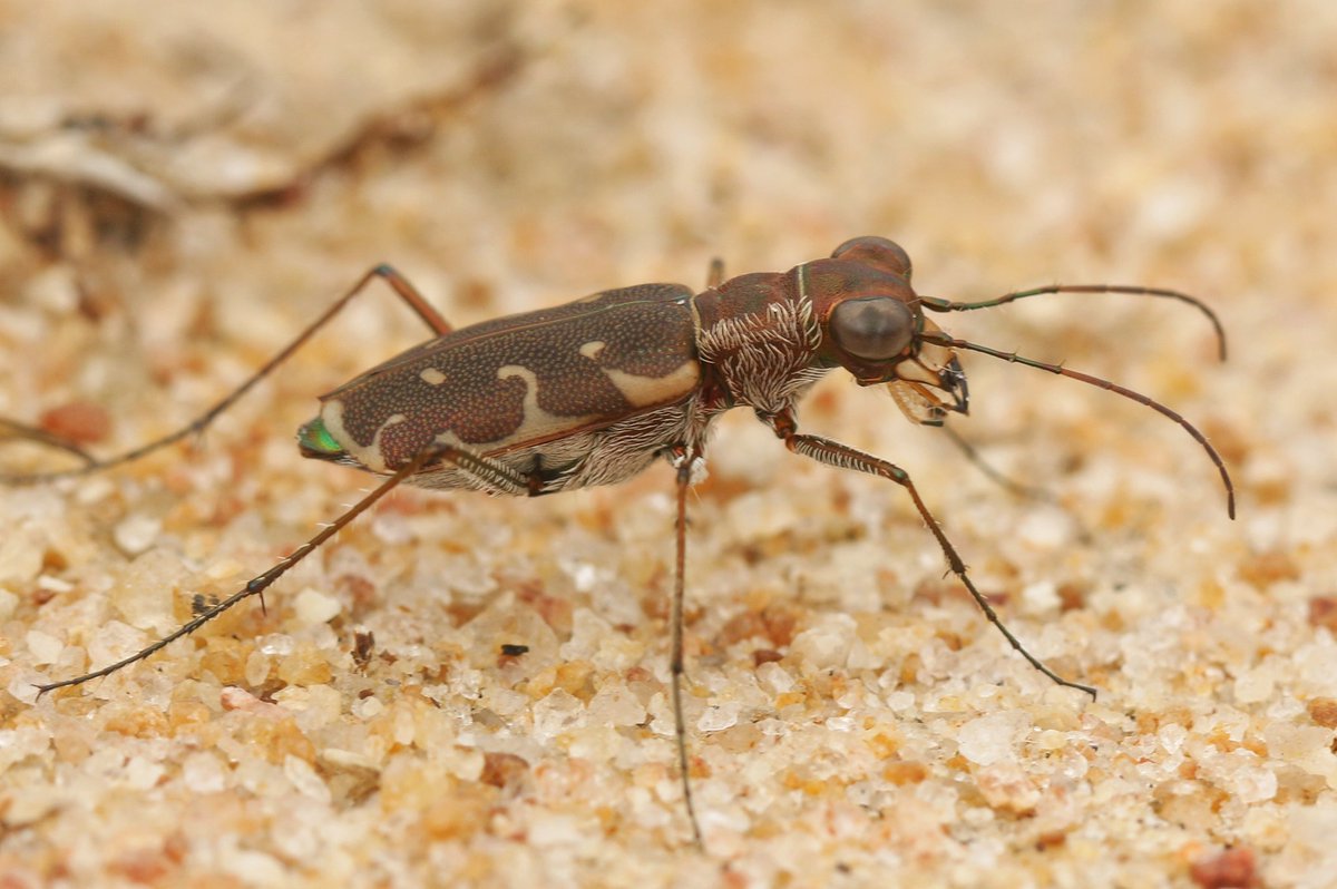 Spent last 4days exploring the area outside Wilpattu National Park, #SriLanka in search of Tiger #beetles with my colleagues <a href="/TharinduRane/">Tharindu Ranasinghe</a> and Nuwan Chathuranga. Recorded 12 Cicindelids + many other #insects #invertebrates. 
Many thanks to <a href="/ranil_n/">Ranil Nanayakkara</a> for his support. 
#biodiversity