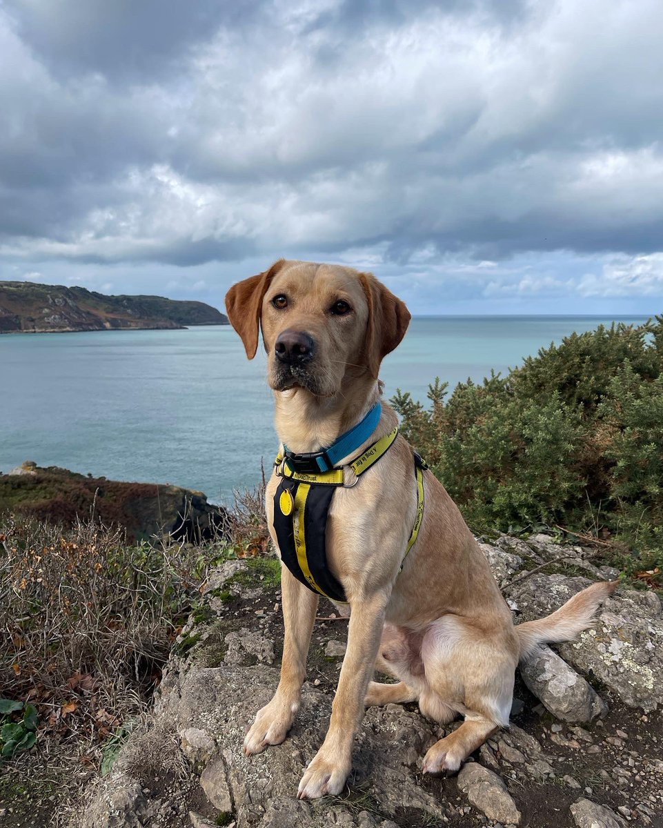 jasonantonyking's tweet photo. Lovely walk with the dog this afternoon #labrador #cliffwalk #bluesky #clouds https://t.co/7QdmHL4fRD