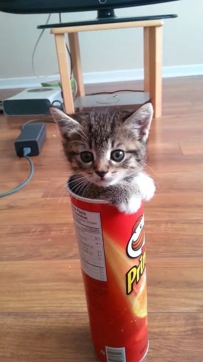 canned cat