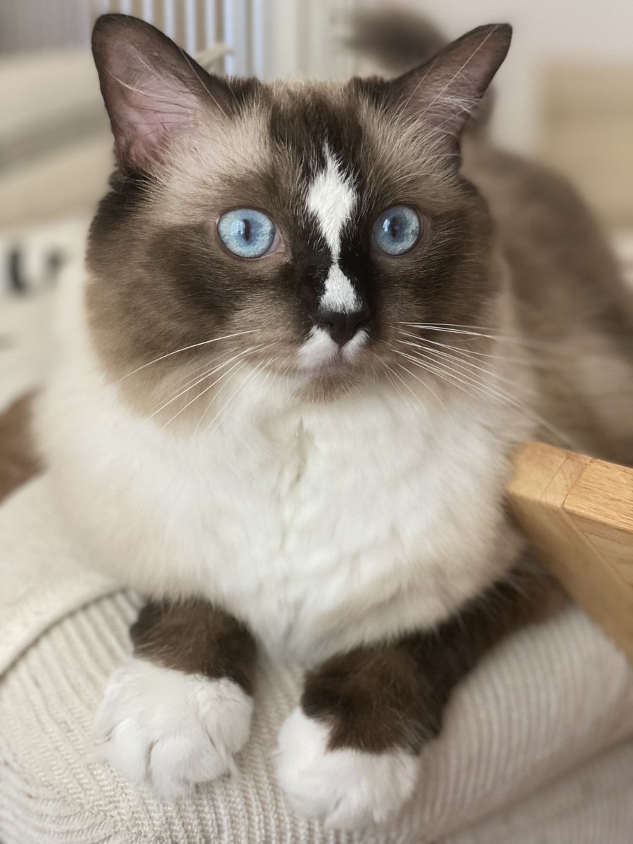 Good evening!!

#土アップ祭  #ラグドール #catlover 
#猫のいる暮らし  #猫のいる幸せ #cat
#猫  #猫好きな人と繋がりたい  #ねこ