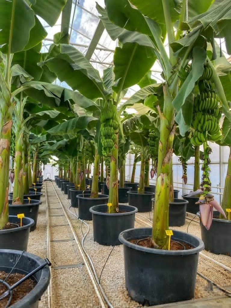 ModernAgUpdates's tweet photo. Agriculture will be the leading sector, employing many people. 
Do you agree? https://t.co/2l2Tcpi8vv