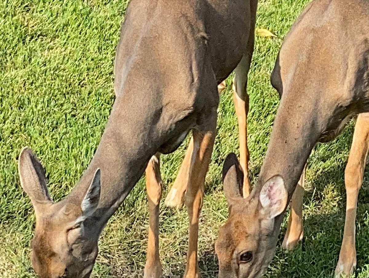 OHRiverValley's tweet photo. #whitetail #deer #kyhunters #nkyoutdoorsman https://t.co/GgvFOcwlnS