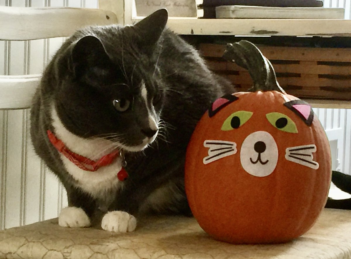 MissyBBBobtail's tweet photo. Not impressed. 😹😹#catsofttwitter https://t.co/qXQFmRaXYn