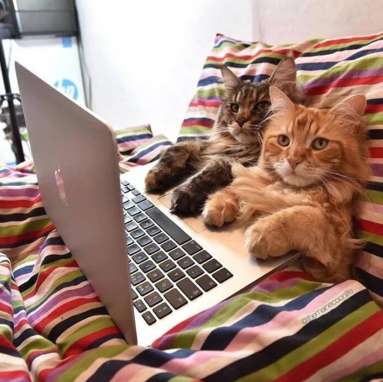 Cyber4egis's tweet photo. CA is getting ready to host the first of four workshop titled Intro to Python today! Such great timing with October being cybersecurity Month. We are soooo excited! It will be fun! 🔥🔐🐱🐍💻 #python #cyber #ctf #hackercats #supercutecats https://t.co/UsR72egRLk