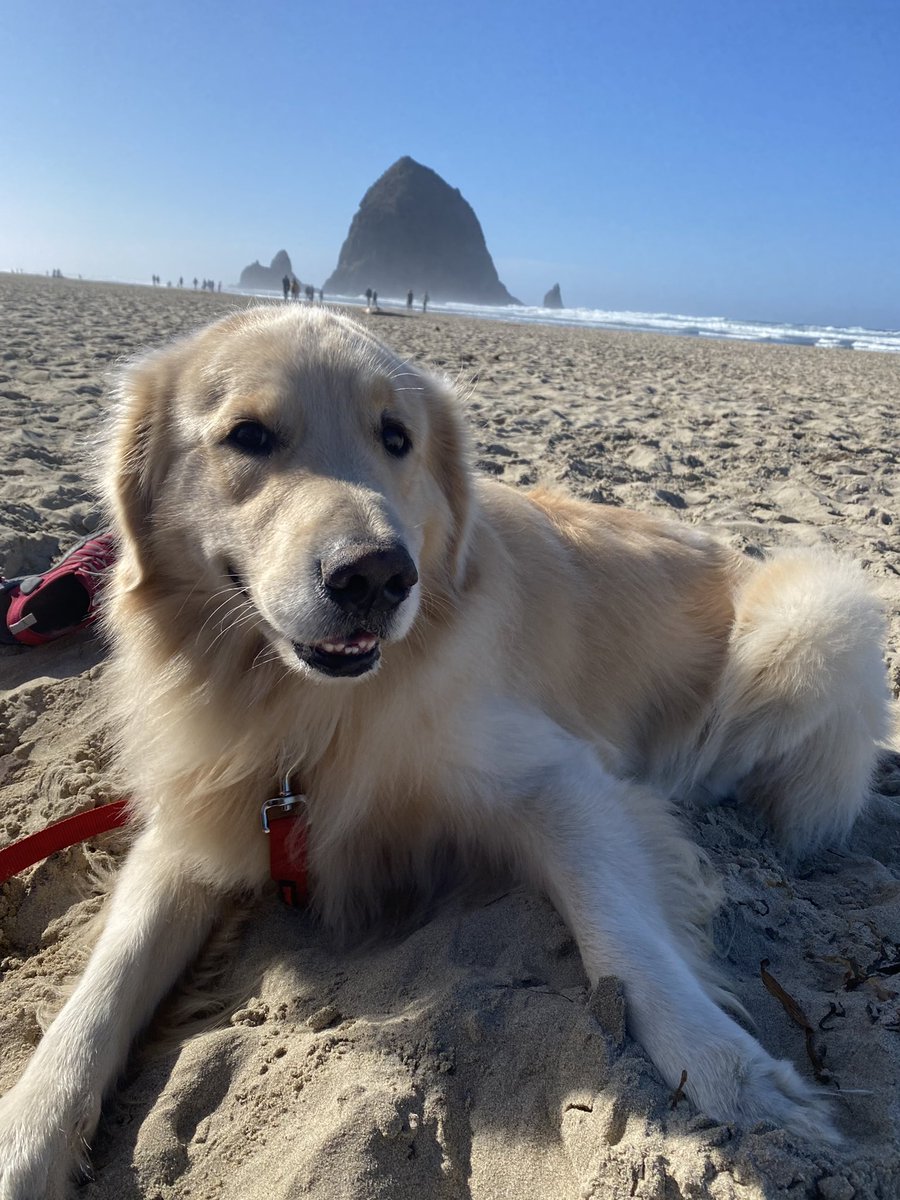 Astro the Golden tweet media