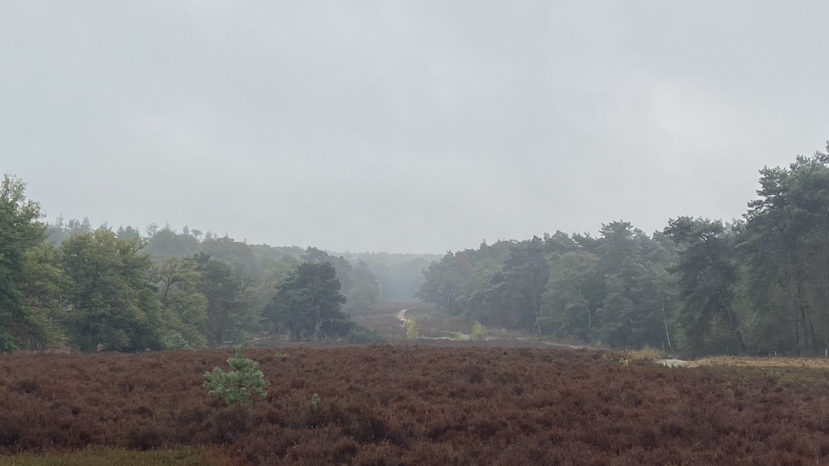 mveldhuis76's tweet photo. Hardlopen in de regen. Heerlijk. Bijna geen mensen. Deze keer rondje landgoed #Warnsborn. 

#hardlopen #running #indenatuur #fijn #veluwezoom https://t.co/NvkMWtuZ8C