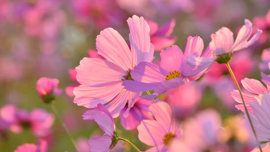 FlowerToursNL's tweet photo. October is all about #Cosmos. These flowers got their name from the Greek word “kosmos”. This means harmony, order, and the world at large. The meaning of Cosmos vary widely. Cosmos symbolizes innocence and love, but can also represent balance, beauty, joy and humility. https://t.co/S11Du9WXea