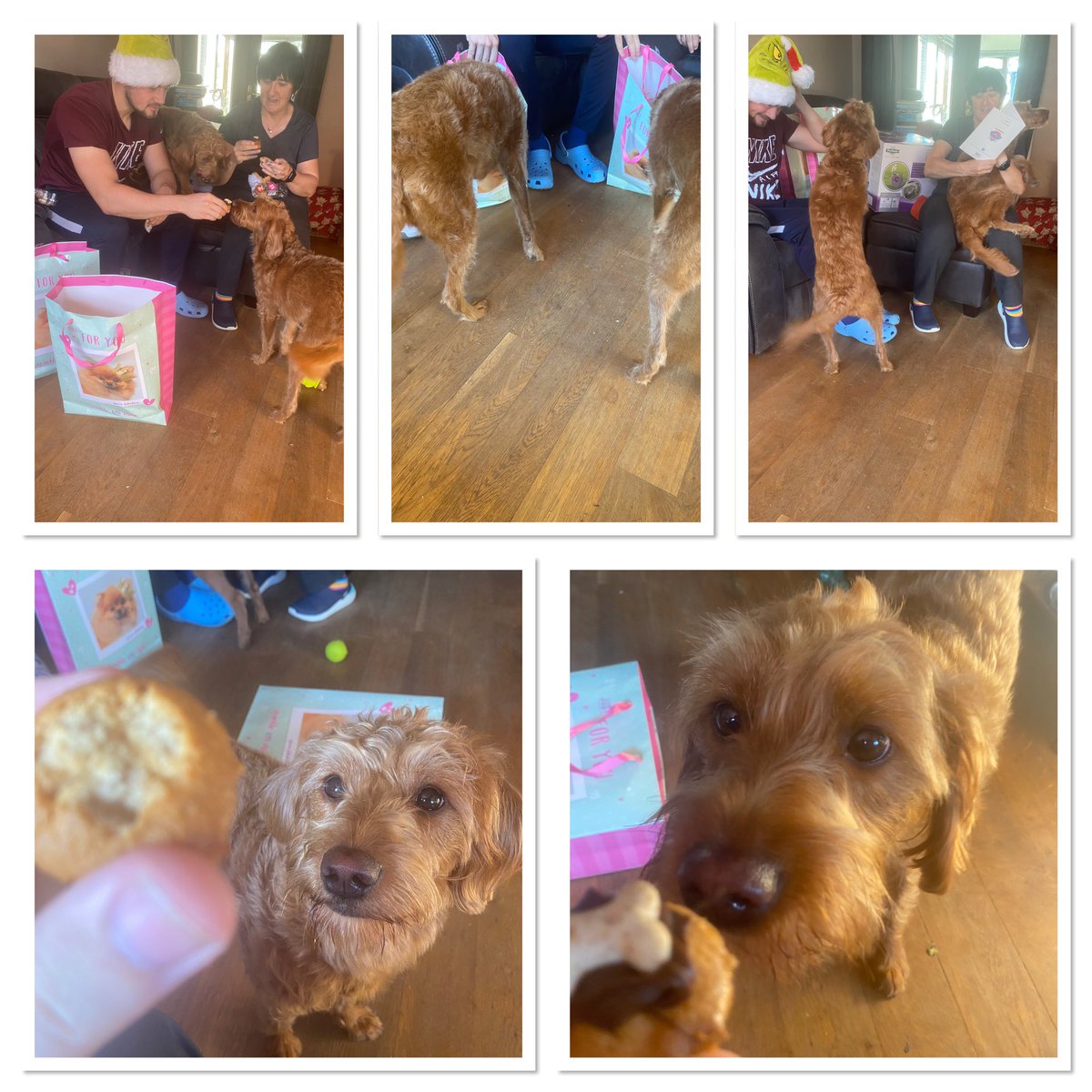 Happy 2nd Birthday Toffee and Fudge 💕
Two years of absolute madness but with so much laughter and love. 
We wouldn’t change it for the world 🦮🦮