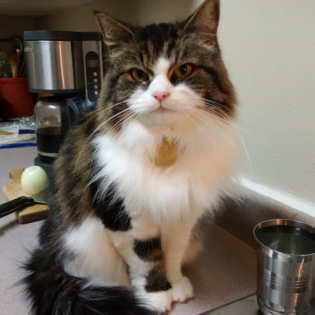 tony_judd's tweet photo. Happy #Caturday!
#commscats #commspets https://t.co/wEMEbB31dW