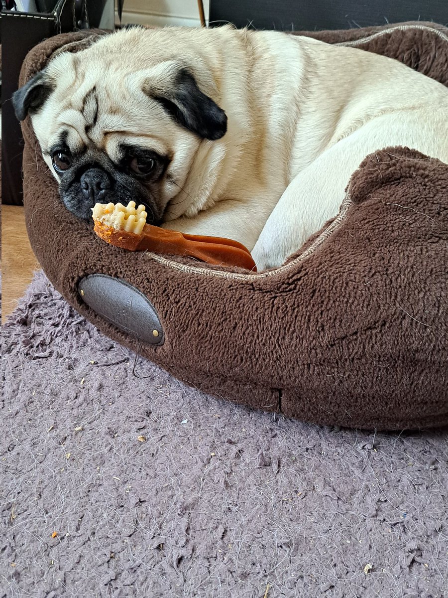 justme_tracey's tweet image. #DoggyToothbrush 
#DogsofTwittter #JustDogs
#Cleaning 
Skylar 🐾 and her toothbrush 😊🐕🐾💚