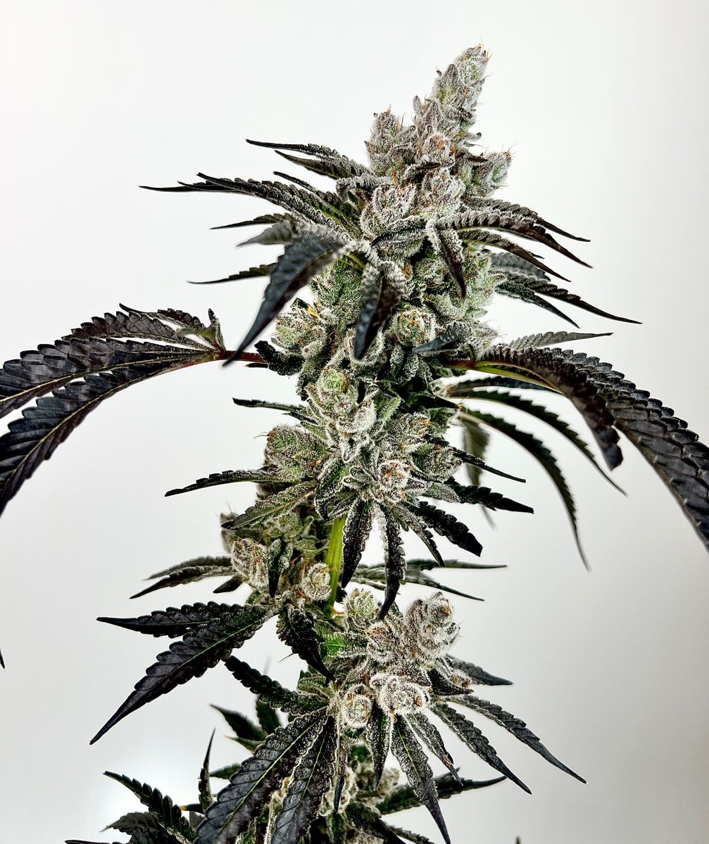 exoticgenetix's tweet photo. Here’s a weekend #giveaway for ya folks!!! A pack of unreleased Big Ripper is up for grabs!!! 

🚨Rules… 
• Follow @exoticgenetix 
• Like + Retweet
• Tag 3 friends 

🎉 I’ll announce a winner here on twitter in 48 hours!!! Good luck everyone!! #exoticgenetix #itsalifestyle https://t.co/2Nys2XLvvX