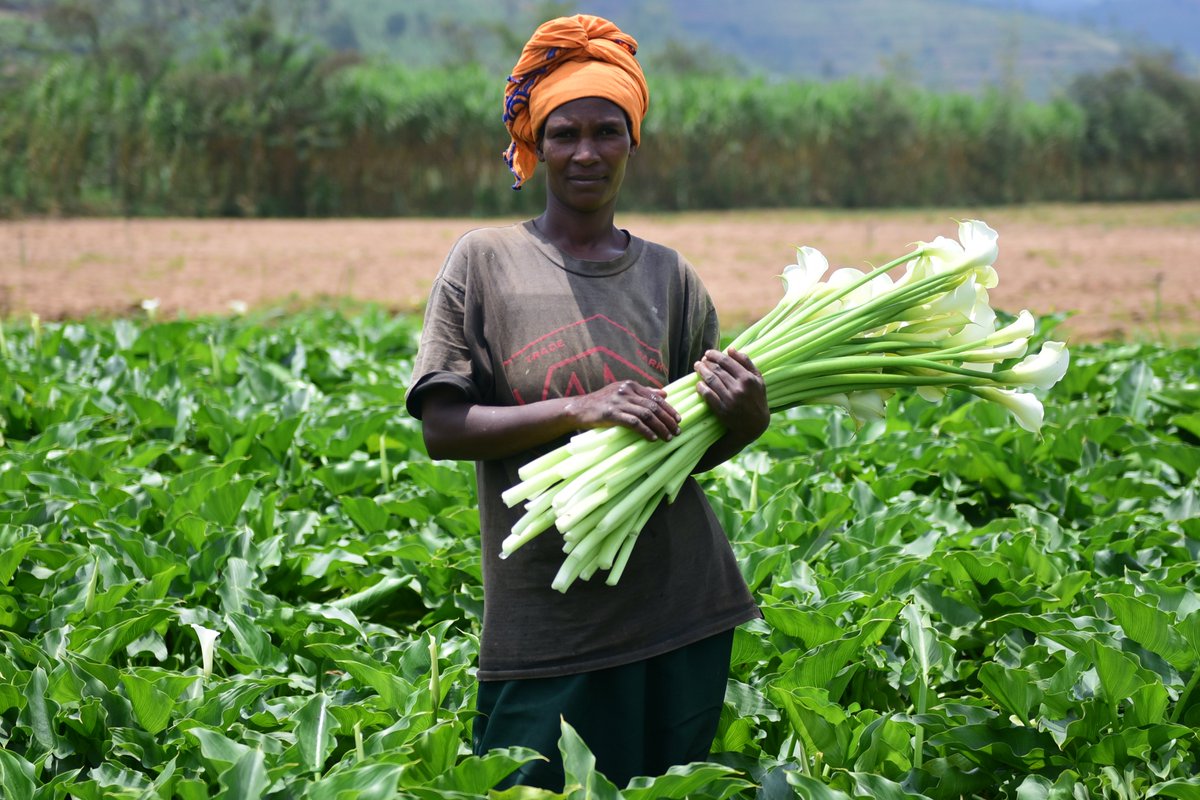 FAO in Rwanda on Twitter: