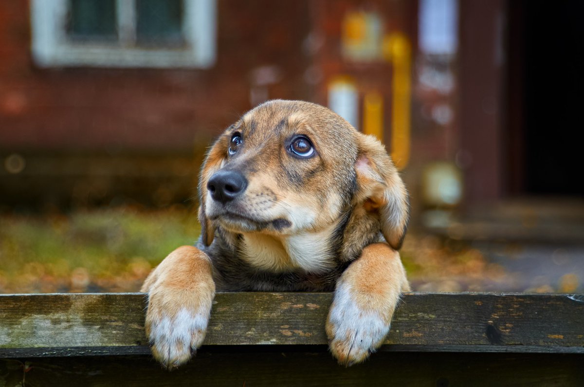 DailyDog24's tweet photo. Daily dog #88 https://t.co/kZMNuC29s3