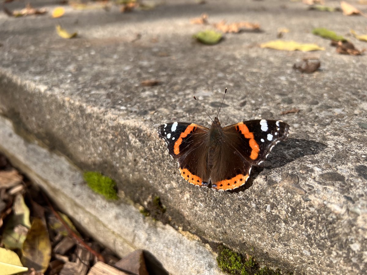 Butterfly resting in the park.