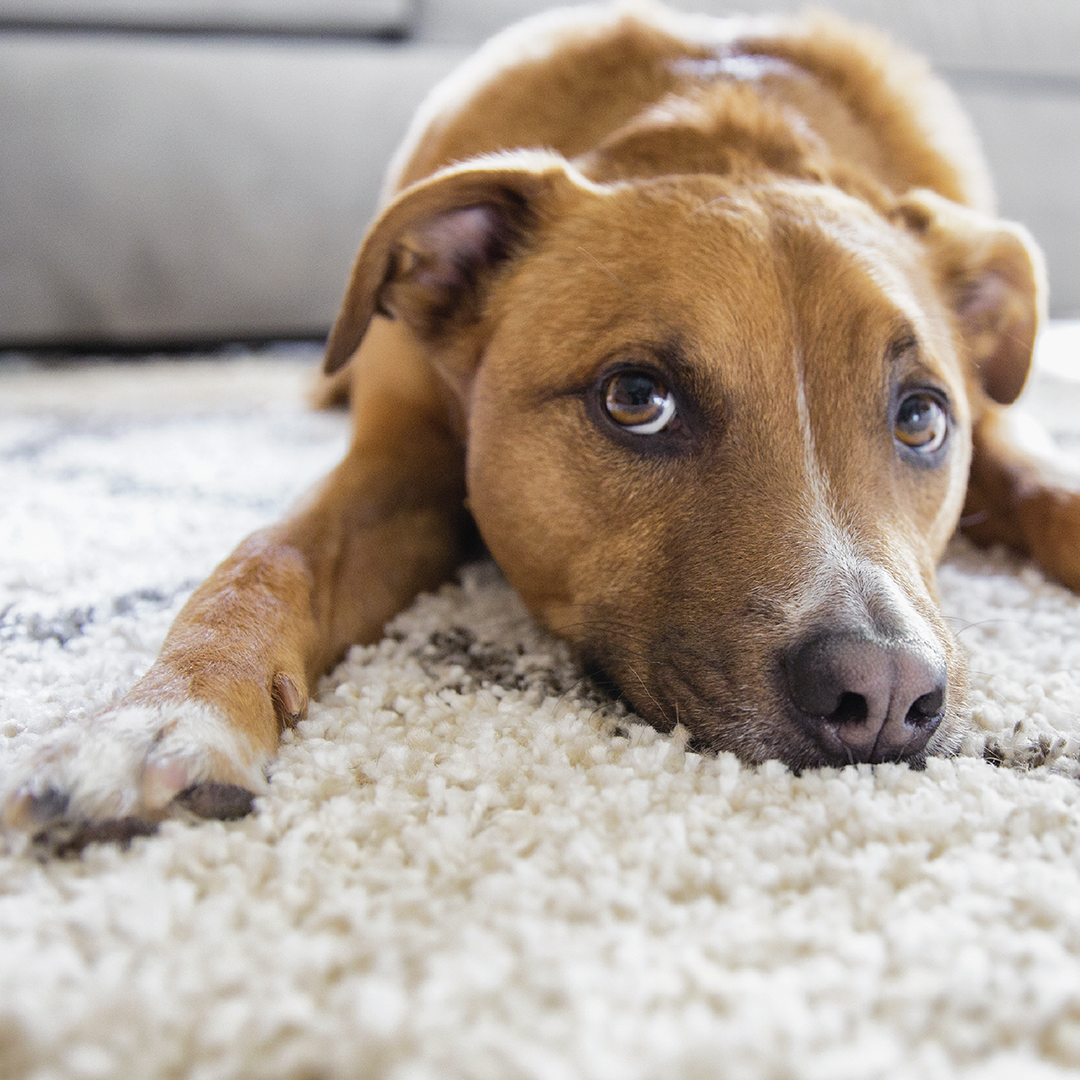 DECOHomesca's tweet photo. #DecoWell - At DECO, we insist on higher standards and exceptional air quality for the safety of our homeowners. You can find comfort in knowing that our homes come standard with CRI Certified Carpets. #DecoHomes #DesignForward https://t.co/IEkkvkGnBQ