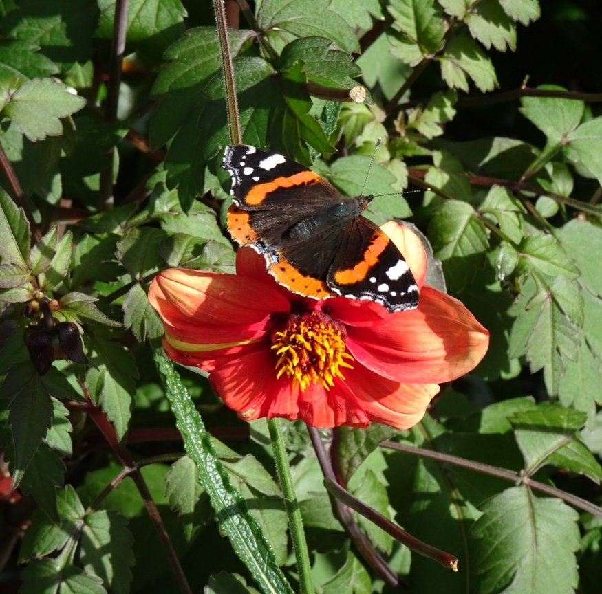 Jetzipops's tweet photo. @ChilternSeeds dahlias sown earlier this year still attracting #pollinators 😁☀️ https://t.co/VLD9QoQSTe