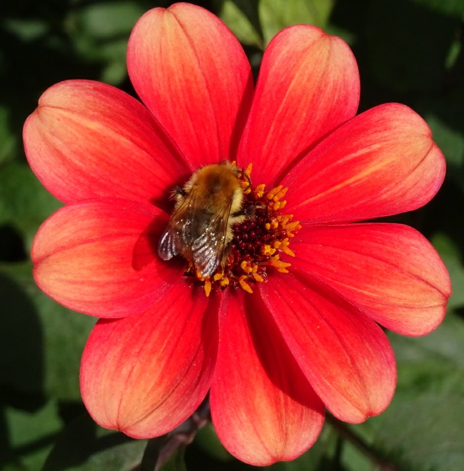 Jetzipops's tweet photo. @ChilternSeeds dahlias sown earlier this year still attracting #pollinators 😁☀️ https://t.co/VLD9QoQSTe