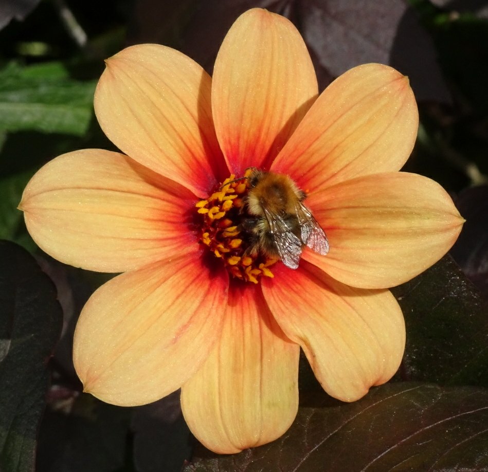 Jetzipops's tweet photo. @ChilternSeeds dahlias sown earlier this year still attracting #pollinators 😁☀️ https://t.co/VLD9QoQSTe