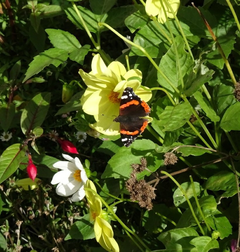 Jetzipops's tweet photo. @ChilternSeeds dahlias sown earlier this year still attracting #pollinators 😁☀️ https://t.co/VLD9QoQSTe
