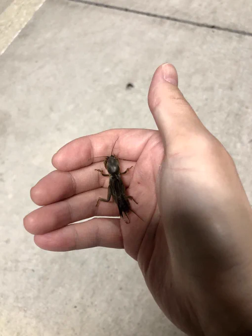 朝チャリバンバン(猫バンバン?)するとヤモリのエケチェンが出てきた 可愛いけど仕事なので逃げてくのを眺めた さっき帰宅、チャリ置き見回してたらサイズ同じくらいのシルエット!と真剣にしゃがんでチャリの下に潜って捕まえたのはオケラちゃんでした かわいいねワイの指ほじろうとしてる 