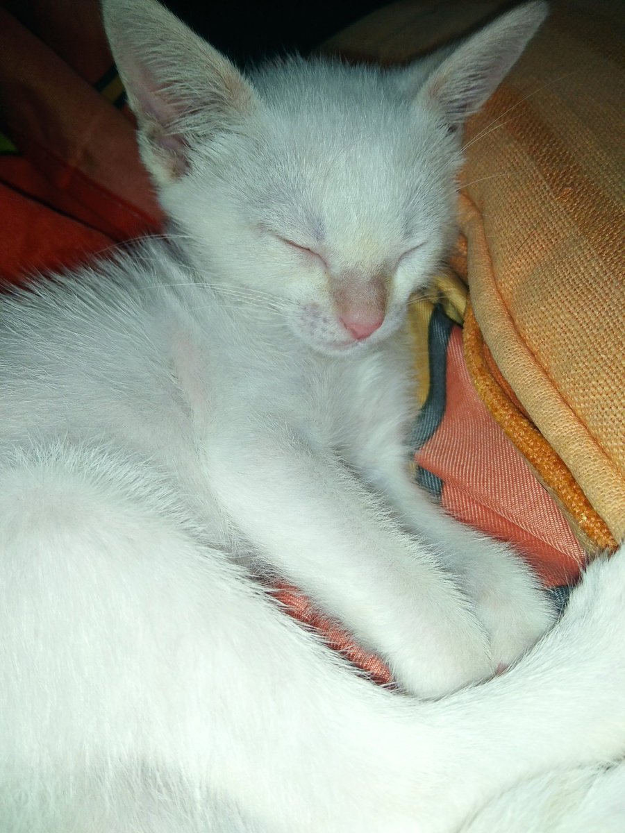MeDicenBecky's tweet photo. Coco💕 https://t.co/pg3mI9HsCE