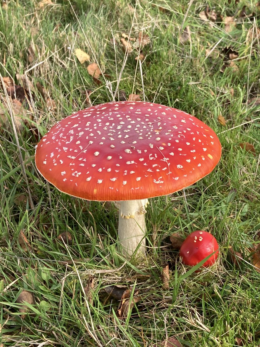 Jake Birkett - Veteran Indie tweet media