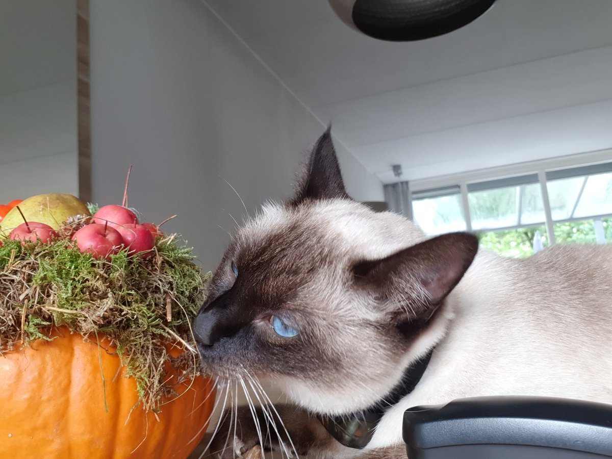 FeddePetit's tweet photo. Jommens, Petmom heeft mijn Akkaunt  nog niet op haar nieuwe belbakkie gezet. Daarom hoor je niet sofeel van mij. Su is druk. Maar ikke niet, dus ik help haar  met al haar papieren . Soms duurt het me te lang en dan trek ik aan de dingetjes op taful.... maar dat vin su niet goet. https://t.co/GtB65COUmN