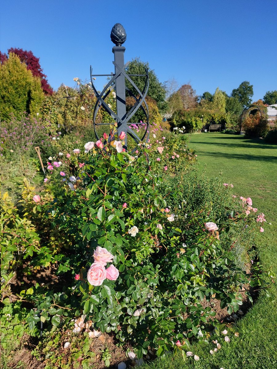 🧵1/2 ...stopped by <a href="/PeterBealesRose/">Peter Beales Roses</a> to see how the gardens were looking as we move into autumn. Still some lovely #rose, including their new Oxford Physic Rose, which was introduced this year at <a href="/The_RHS/">The RHS</a> Chelsea Flower Show. Planted as shrub and also being trained on obelisk