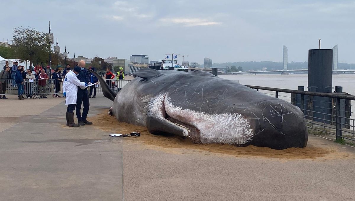 creapills's tweet photo. À Bordeaux, un faux cachalot échoué sème le trouble pour alerter sur la crise climatique. Une sensibilisation conçu par le collectif Captain Boomer

Plus d'infos : https://t.co/qi9taikjyO https://t.co/iDagguBUDd