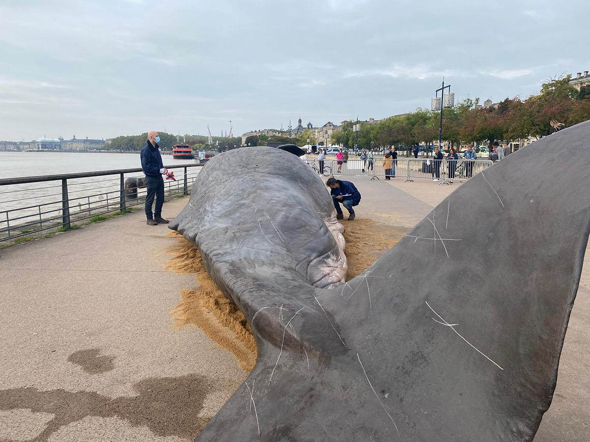 creapills's tweet photo. À Bordeaux, un faux cachalot échoué sème le trouble pour alerter sur la crise climatique. Une sensibilisation conçu par le collectif Captain Boomer

Plus d'infos : https://t.co/qi9taikjyO https://t.co/iDagguBUDd