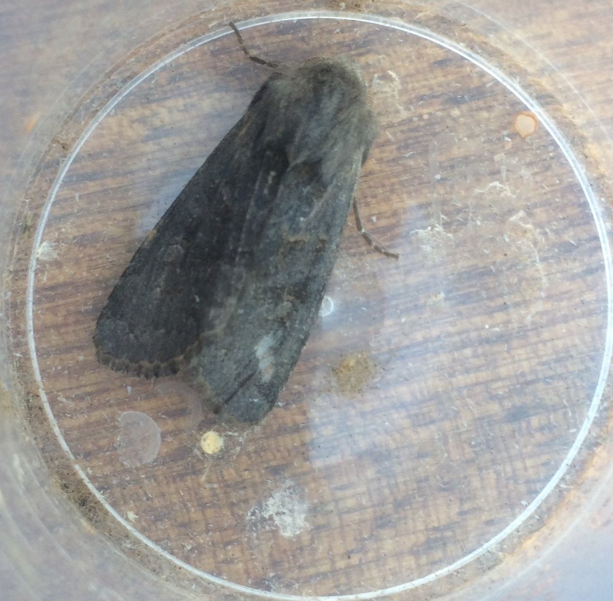twheatear's tweet photo. This, from Kent last week, I identified as Deep-brown Dart. But moth recording scheme implies that's very rare. Help, please @MOTHIDUK #teammoth https://t.co/ijBaLmWVpn