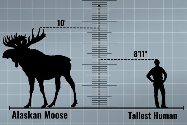 SSursom's tweet photo. @OTerrifying Just so y’all know, a moose will fuck you up https://t.co/ay6WWwC2st