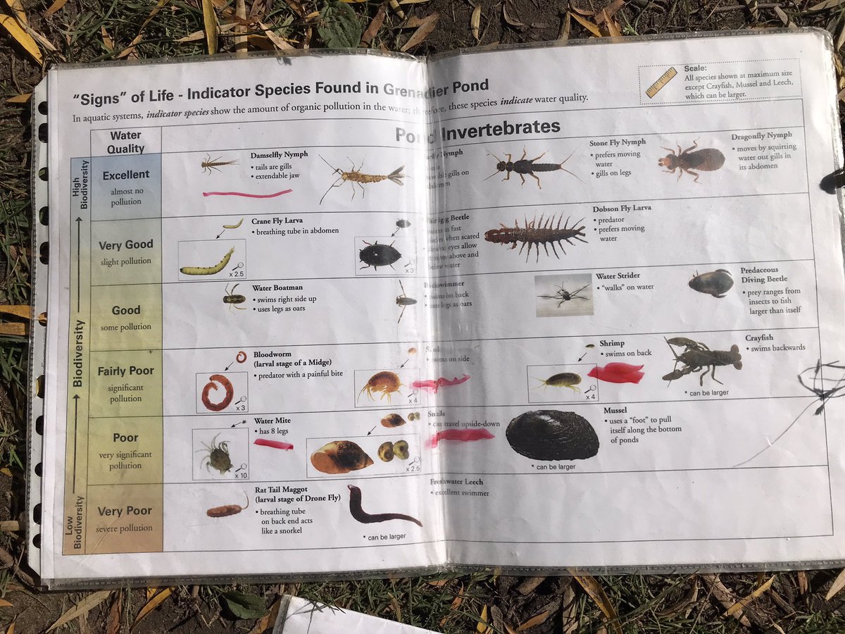 There’s more than one way to investigate biodiversity. After learning about invasive species in the rain, Ms. Gibson’s class from Morse Street JPS searches for other indicator species at Grenadier pond in High Park on sunny afternoon. #OEMemories