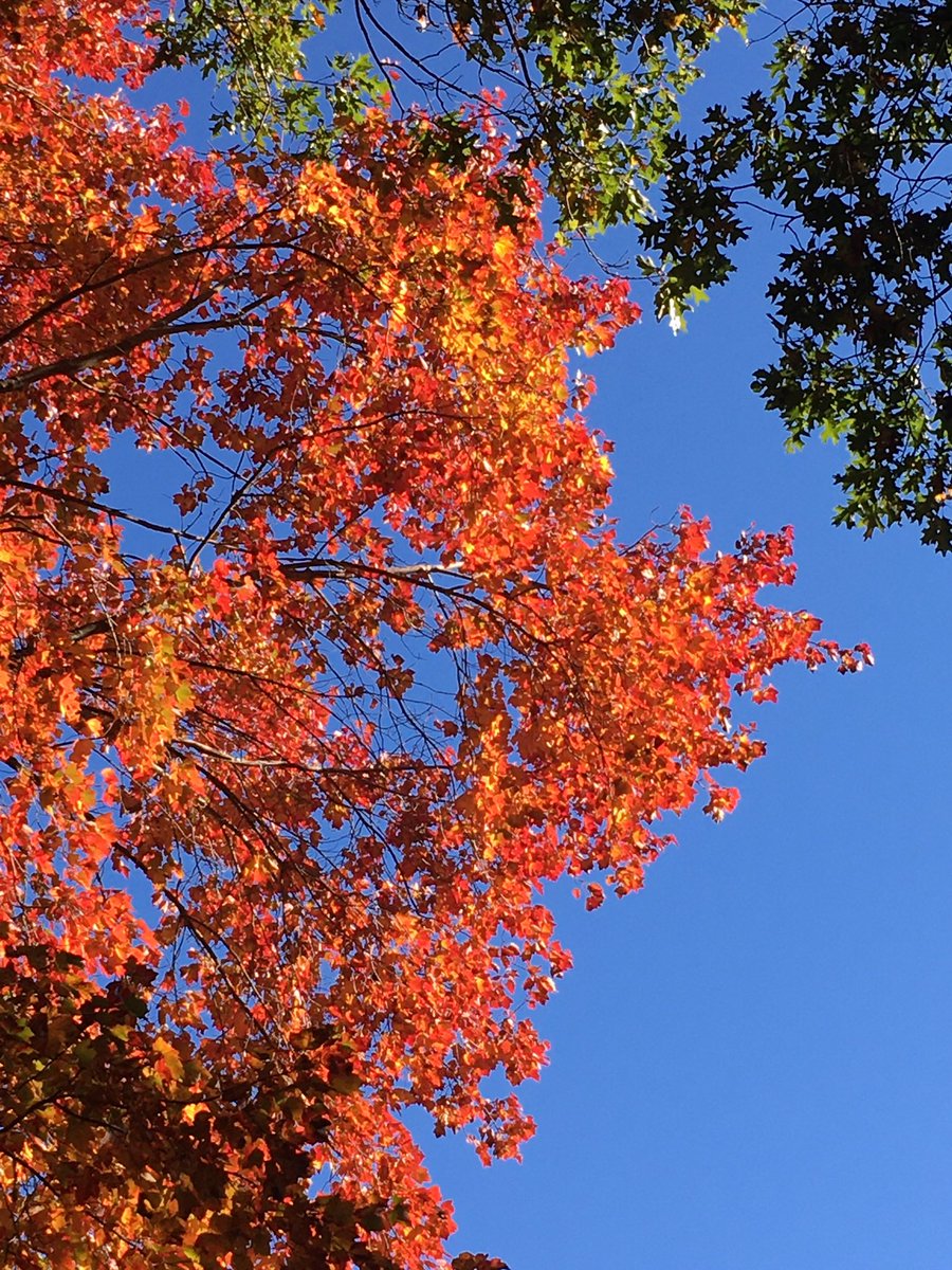 ShadeWrite's tweet photo. My backyard. #Autumn https://t.co/je79IpJqCw