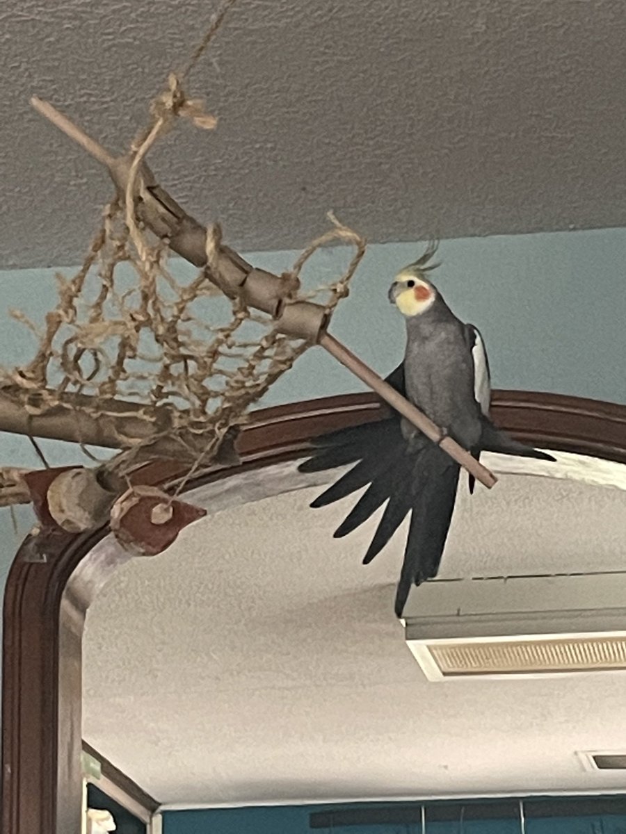 Does anyone know what “precarious” means? I hear it a lot when I go towards the end of this perch and stretch…