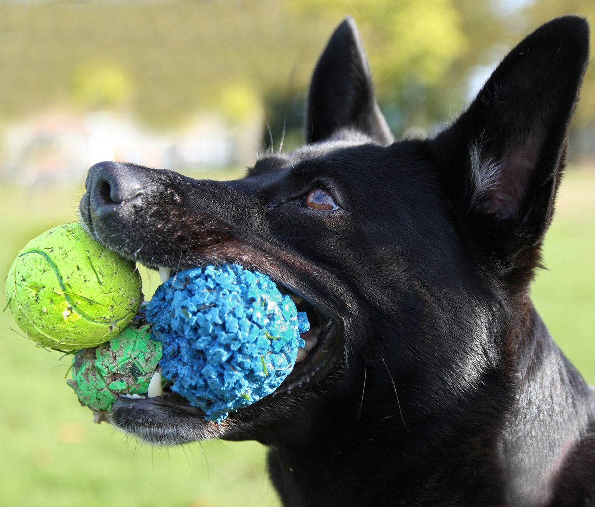 Double Dogs tweet media